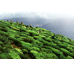 Darjeeling first flush