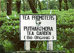 Dooars Putharjhora