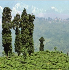 Darjeeling first flush